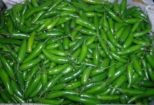 Serrano Pepper Plant - Everbearing Hot Variety - Distinctive Flavor for Pico de Gallo - Capsicum annuum