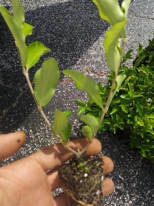 Acerola Cherry Tree Plant - Live Pesticide Free Plant - Barbados Variety - Malpighia emarginata