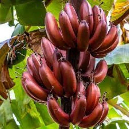 Small Rooted Starter Plant - BORDELON Banana Tree - Musa acuminata