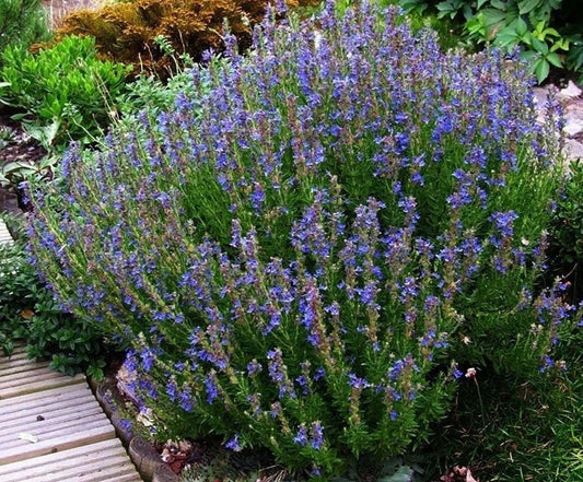Hyssop Herb Seeds - 100 Count Packet - Aromatic Decorative Herbal Remedy - Hyssopus officinalis