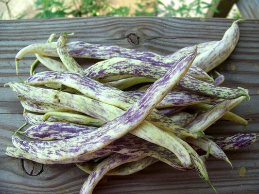 Dragon's Tongue Beans - 10 Heirloom Seeds, Wax Bush Variety, Large Cream Purple Pods, Non-GMO (Phaseolus vulgaris)