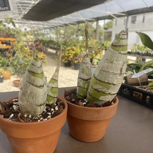 Rare Cyrtopodium Diserathum Orchid - Live Bare Root Imported Species for Collectors