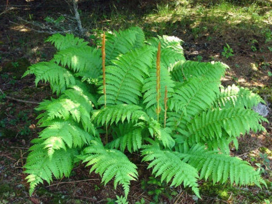 Cinnamon Fern Rhizome Root 5" - Osmundastrum Cinnamomeum, Blue-Green Long Fronds - Hardy Perennial Plant for Garden