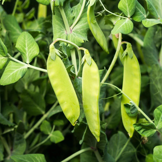 Oregon Sugar Pod II Snow Pea Seeds, Heirloom, NON-GMO, Garden Seeds, Pisum sativum