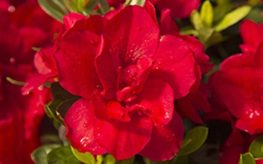 Encore Autumn Bonfire Azalea Starter Plant - Blood Red - Deciduous - Well Rooted - Rhododendron 'Autumn Bonfire'