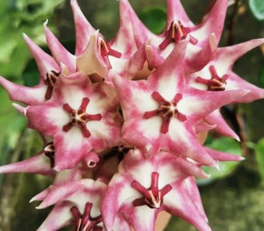 Hoya Plant - Active New Growth - Hoya Kaimuki - Indoor Houseplant with Clusters of Flowers 🌸
