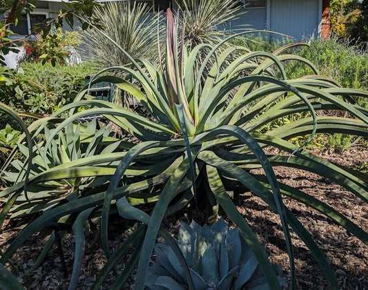 Lot of 5 Rooted Octopus Agave Plants, Agave Vilmoriniana, 8-10" Tall, Succulent, Drought-Tolerant, Indoor/Outdoor Decor