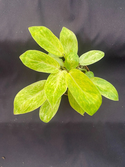 Philodendron Painted Lady Rooted Plant in 3" Pot - Rare Houseplant for Indoor Garden - Philodendron spp.