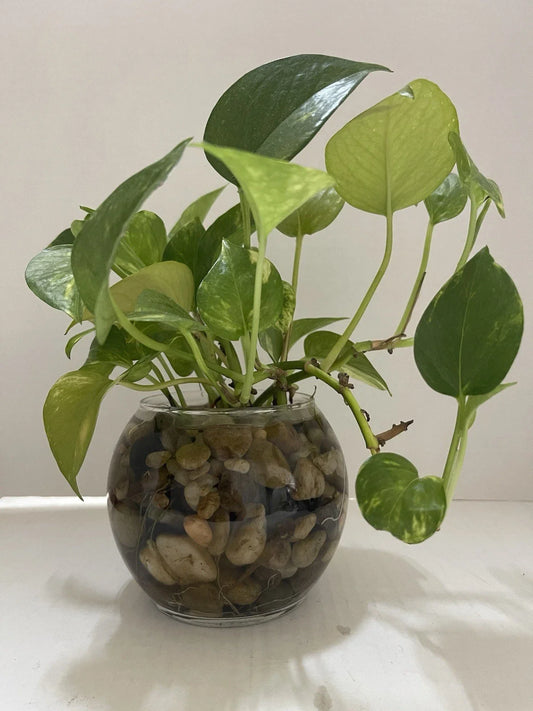 Pothos Indoor Live Plant Cuttings 3PC 7in-10in Well Rooted No Pot Ideal for Water Propagation (Epipremnum aureum)