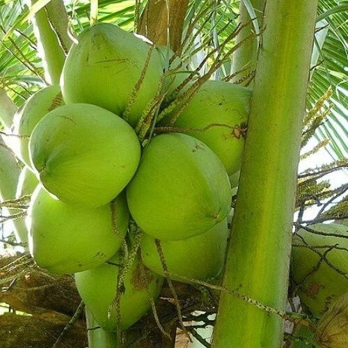 Dwarf Green Malayan Coconuts 6–8” - Rare Fresh Sprouted - Cocos nucifera - Certified Costa Rica