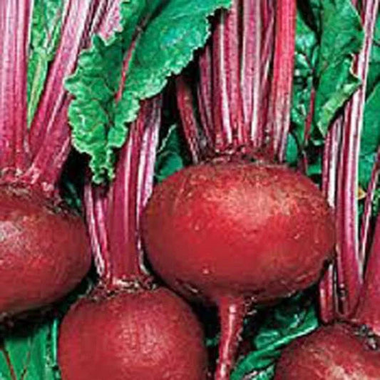 Beet Seeds 500 Count - Detroit Dark Red Heirloom Non-GMO Sweet Beets (Beta vulgaris)