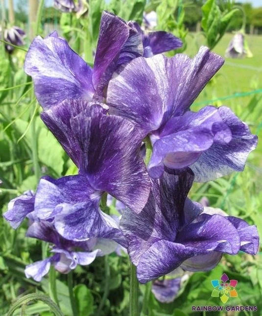 Mr. P Sweet Pea 50 Seeds - Garden Planting - Lathyrus odoratus - USA