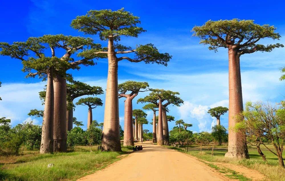 Baobab Bonsai Tree Seeds - 5 Seeds - Adansonia digitata - Rare Tropical Plant for Indoor Gardening