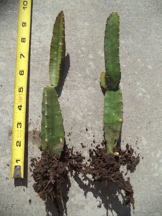 Rooted Yellow Dragon Fruit Plant, Palora Variety, 8"-10" Height, Hylocereus megalanthus