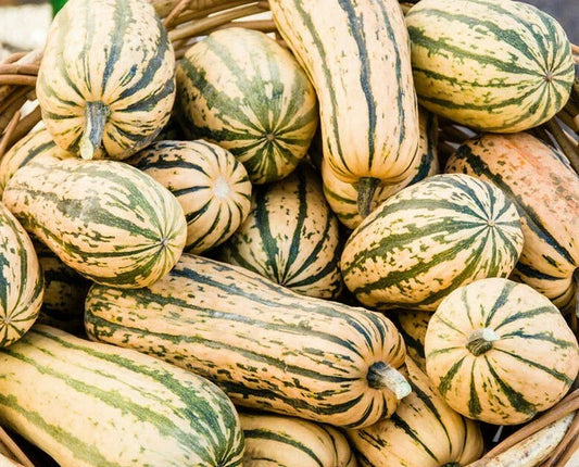 Delicata Squash Seeds 20 Ct - Winter Vegetable Garden Variety - Sweet Potato Squash (Cucurbita pepo)