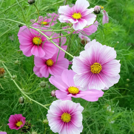 Daydream Cosmos Seeds - 200+ Pack - Colorful Annual Flower - Cosmos bipinnatus - Garden Planting - USA