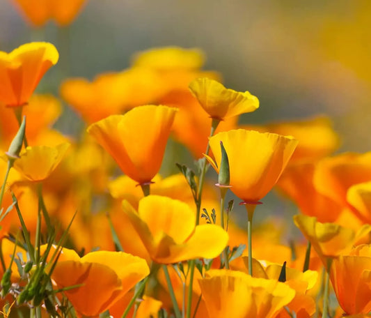 California Poppy Flower Seeds 2,500 Count - Eschscholtzia californica - Vibrant Orange Wildflower Seeds for Gardening