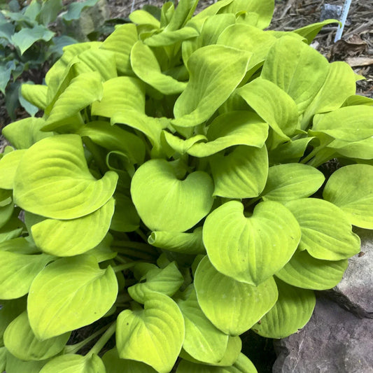 Hosta Sun Mouse Mini Perennial Shade Plant in 5.25" Pot - Well Rooted (Hosta 'Sun Mouse')
