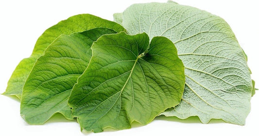 Piper Auritum Root Beer Plant - Rooted Mexican Pepperleaf Hoja Santa (Hierba Santa) - Aromatic Herb for Gardens