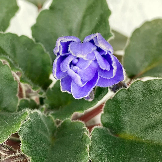 Unrooted Fresh Cut African Violet Leaves - Ness Crinkle Blue - Semiminiature - Saintpaulia ionantha