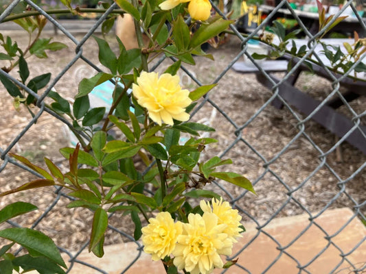 Yellow Lady Banks Climbing Rose Cuttings (4) Thornless for Rooting - Rosa banksiae 'Lutea'