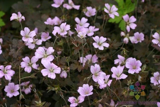 Dusky Rose Geranium Seeds - 25+ Pack - Pelargonium 'Dusky Rose' - Perfect for Garden Planting - USA