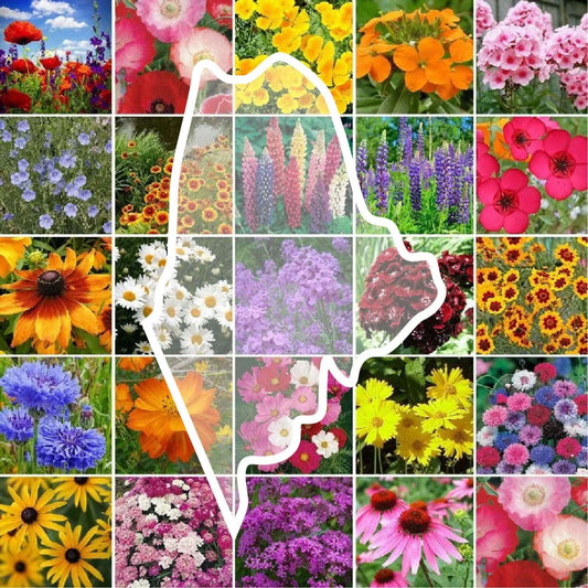 Wildflower Seed Mix - Maine State Flower - Perennials & Annuals - Non-GMO - 1000 Seeds