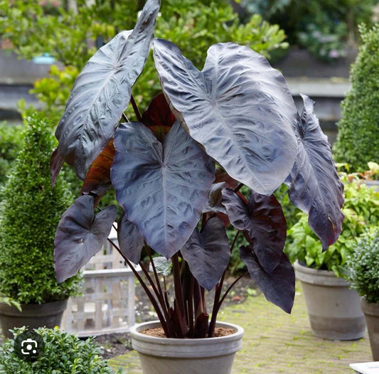 Diamond Head Colocasia esculenta Elephant Ear Small Rooted Starter Plant