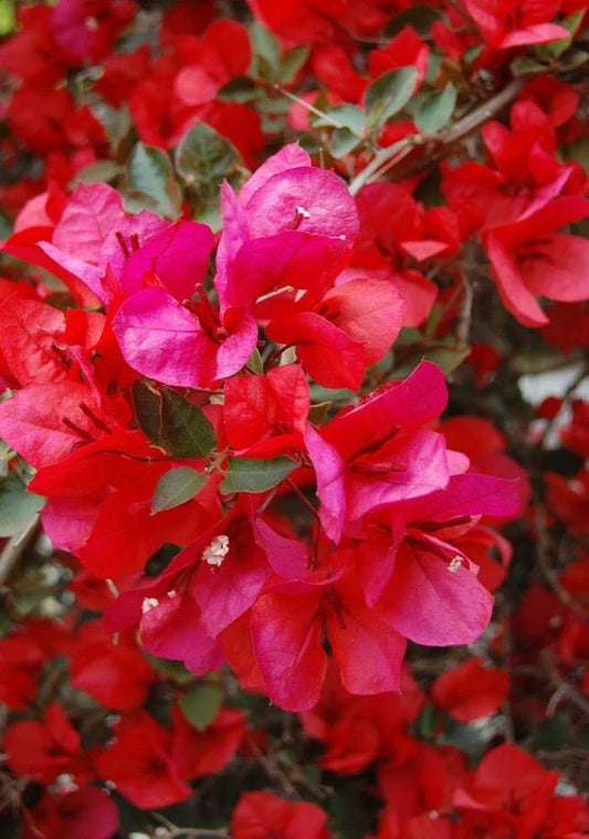 Bougainvillea Starter Plant - San Diego Red Variety - Well Rooted Plug - Bougainvillea spectabilis