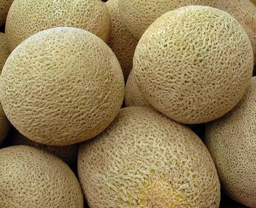 Honeyrock Cantaloupe Seeds 50+ Pack, Summer Garden Vine Fruit Melons, Cucumis melo