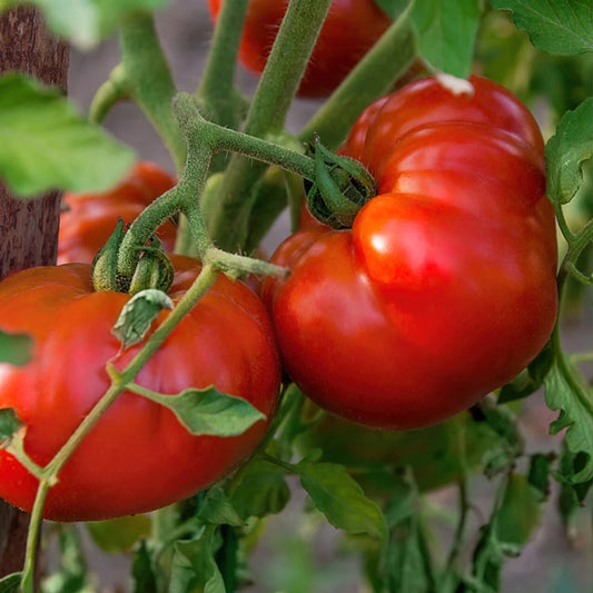 Tomato Seeds 100 Count Chef's Choice Red Vining Plant (Solanum lycopersicum) - High Yield, Large Fruits, Support Needed