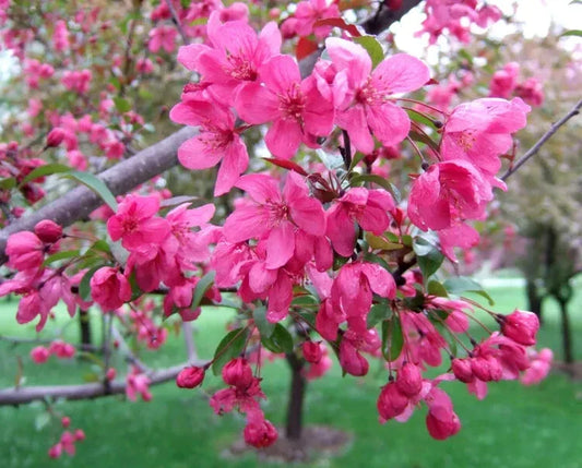 Prairifire Crabapple Seeds - 25+ Seeds for Garden Planting - Malus 'Prairifire' - USA