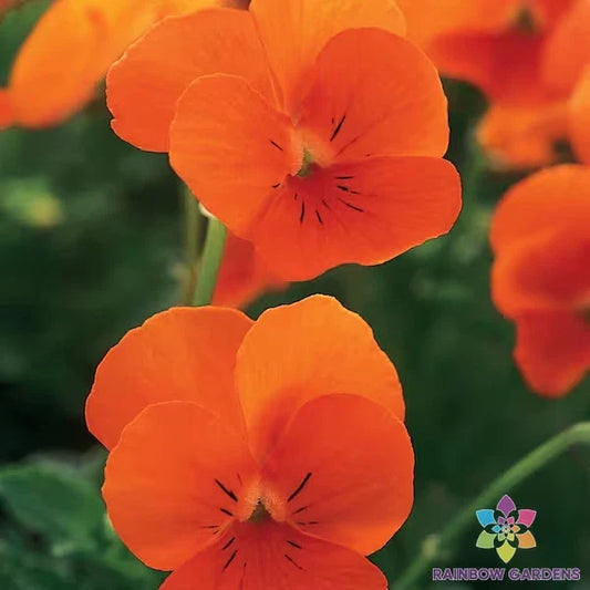 Pansy Seeds 200+ Sorbet XP Deep Orange Viola Seeds for Garden - USA