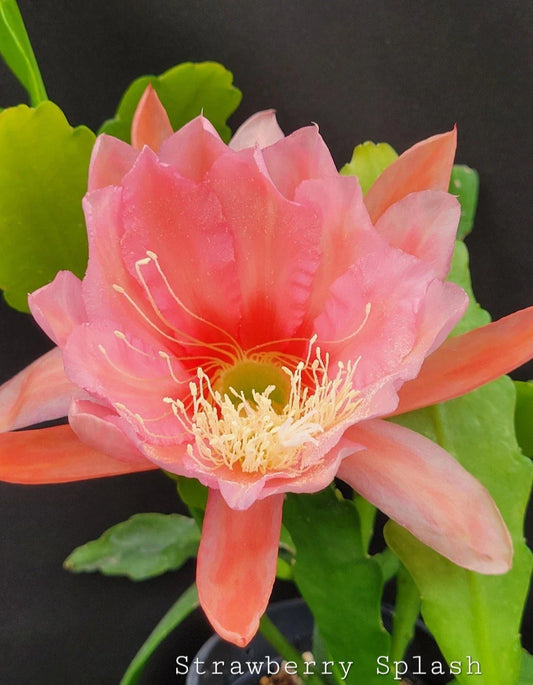Strawberry Splash Epiphyllum in 4 Inch Pot | Large Flowering Epicactus | Vibrant Indoor Plant