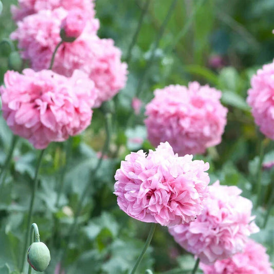 Pale Rose Poppy Seeds - 200+ Pack for Garden Planting - Papaver somniferum - USA Grown, Free Shipping