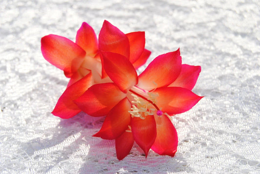 Christmas Cactus Starter Plant - Roxanne Variety - Schlumbergera Truncata - Well Rooted Healthy Plant
