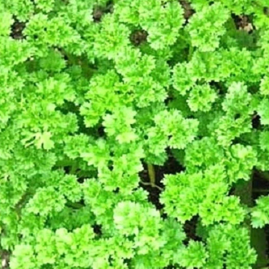 Triple Curled Parsley Seeds | Heirloom NON-GMO Garden Seeds | Petroselinum crispum