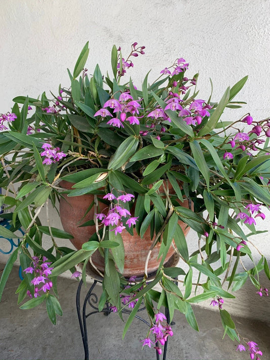 Dendrobium Orchid Plant - Miniature, Very Fragrant Flowers - Dendrobium kingianum (3 Pack)