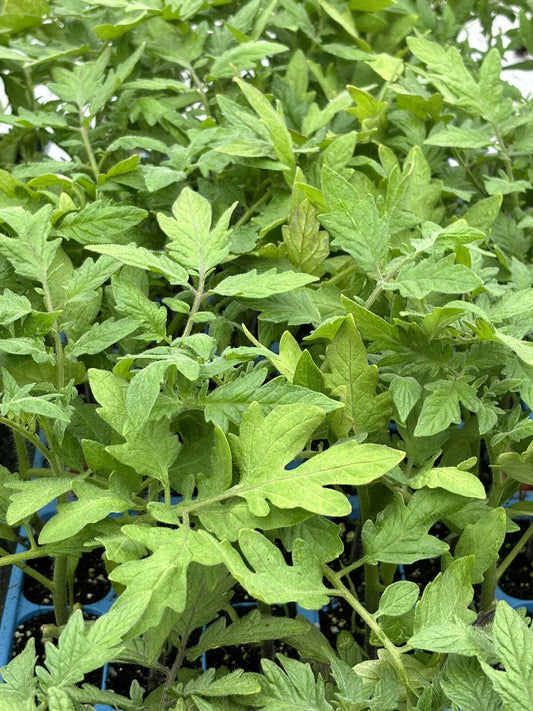 Lot of 2 Live PARK'S WHOPPER Tomato Plants, 6-10 Inches, Solanum lycopersicum, 60+ Days Old