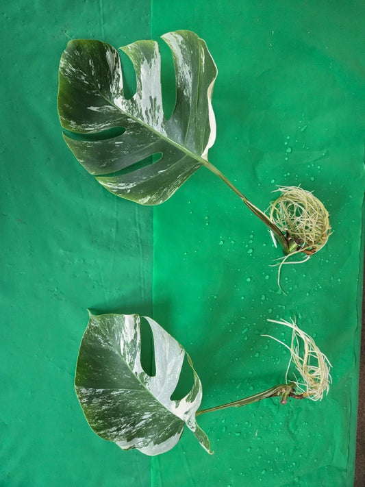 Monstera Albo Borsigiana Cutting - Rooted Plant - Rare Variegated Houseplant - Monstera Deliciosa Var. Albo