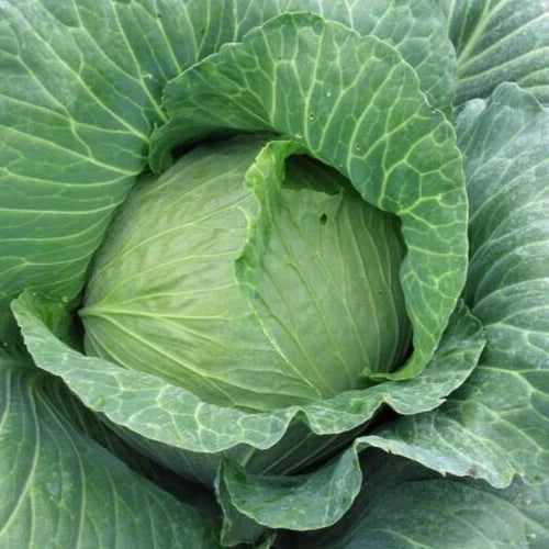 Early Round Dutch Cabbage Seeds - 2g - 400 First-Rate Seeds - Brassica oleracea
