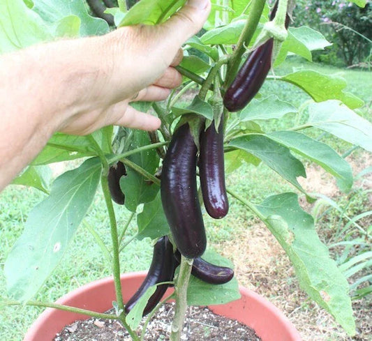 Live Chinese Eggplant Plant - 8" Tall in 4" Pot - Heirloom Variety - Solanum melongena Seedling