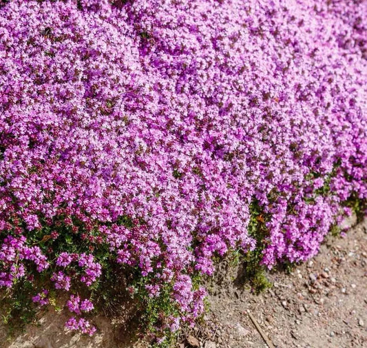 Creeping Thyme Seeds, 1000 Count, Purple Perennial Groundcover, Thymus Serpyllum