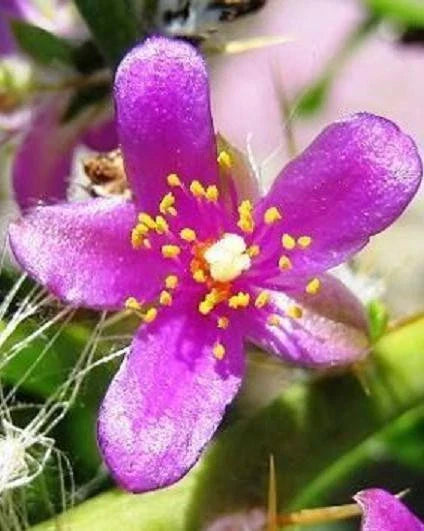 Rare Pereskia Diaz Romeroana Cactus with Caudex - 4" Plant, Unique Succulent Variety for Collectors