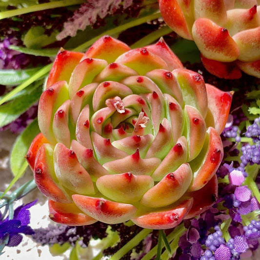 Echeveria chihuahuaensis Succulent Plant, 2" Green, Live Imported Echeveria