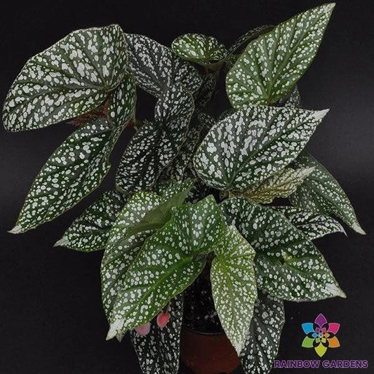 Snow Capped Begonia Seeds - 25+ Count - Ideal for Garden Planting - Begonia spp. - USA - Free Shipping