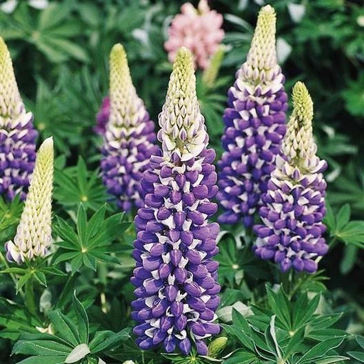 Russell Lupine Seeds, Purple The Governor, Non-GMO, 20 Seeds, Perennial, Hummingbird Attracting, Lupinus polyphyllus