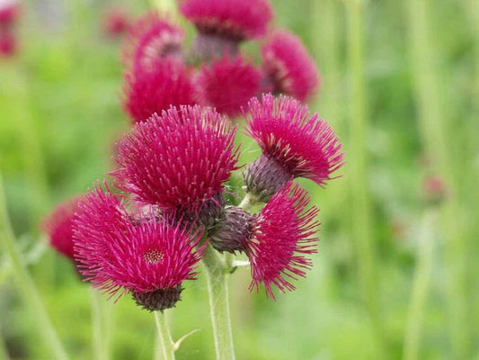 Plume Thistle Seeds - 200+ Pack - Native Wildflower - Cirsium vulgare - USA - Free Shipping