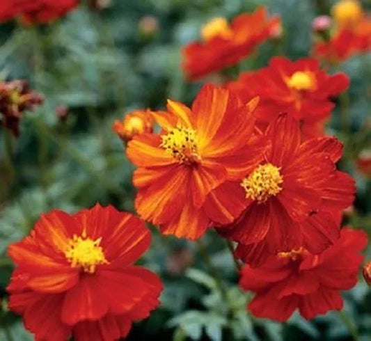 Dwarf Red Sulphur Cosmos Seeds 100 Ct | Cosmos Sulphureus | Annual Flower for Bees