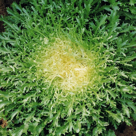 Endive Seeds - 500+ Count - Green Curled Ruffec - Cichorium endivia - Ideal for 2025 Vegetable Garden Planting